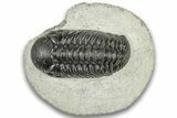 Detailed Austerops Trilobite - Ofaten, Morocco #323574-3